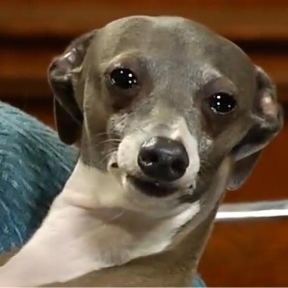 Meet your Posher, Bella - Picture 1 of 1